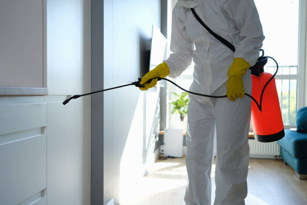 Best Affordable Mold Removal  in USA